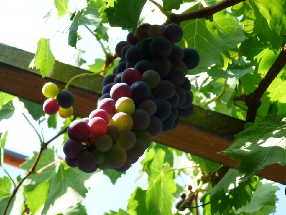 green and purple grapes preview