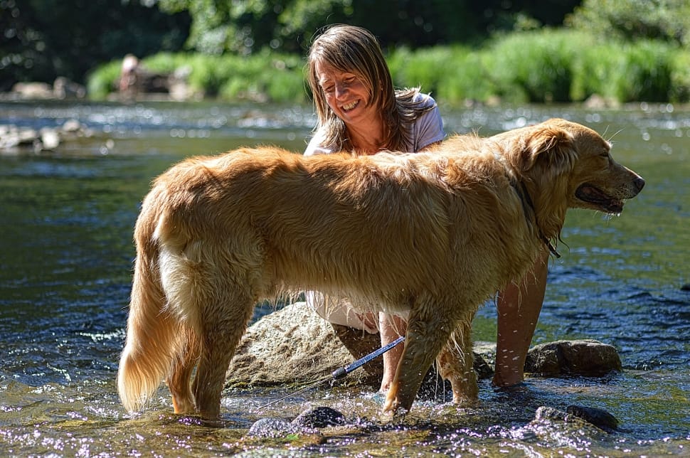 dark golden retriever preview