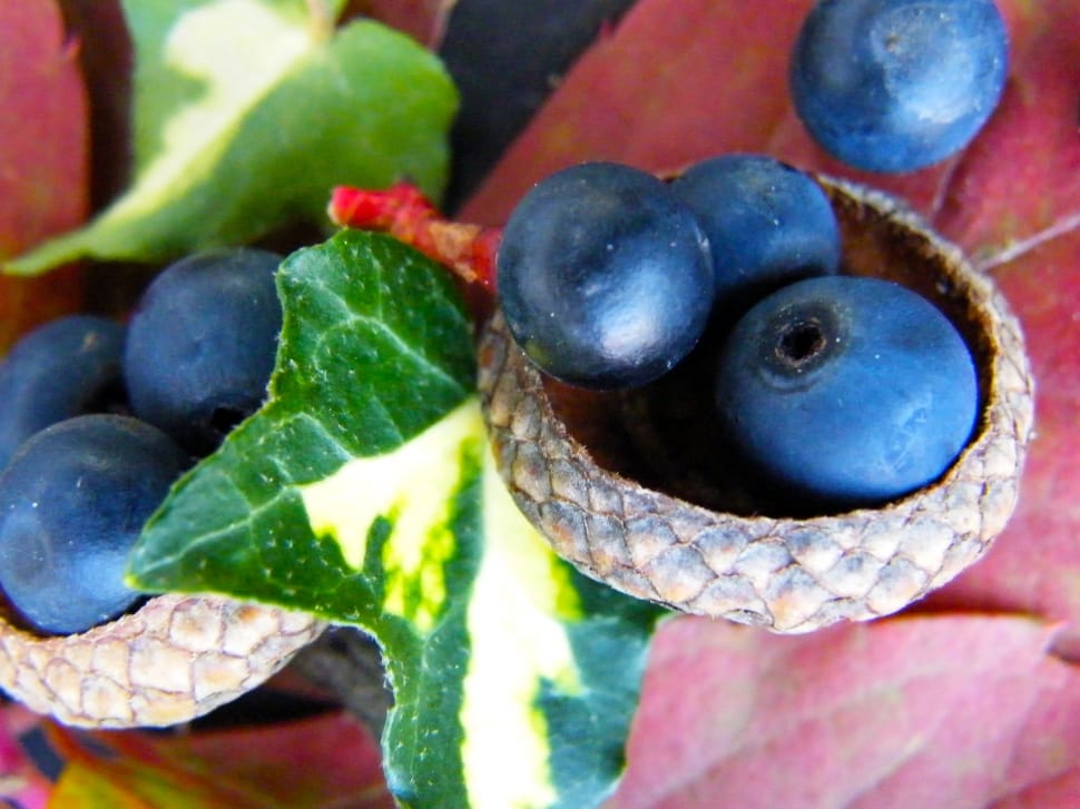 closeup photography of blueberries preview