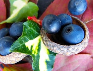 closeup photography of blueberries thumbnail