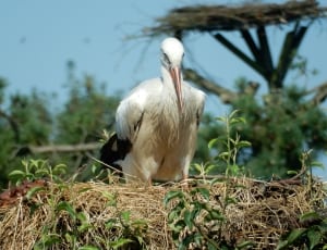 white stork thumbnail