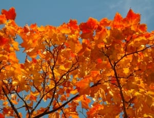 orange leaf tree thumbnail