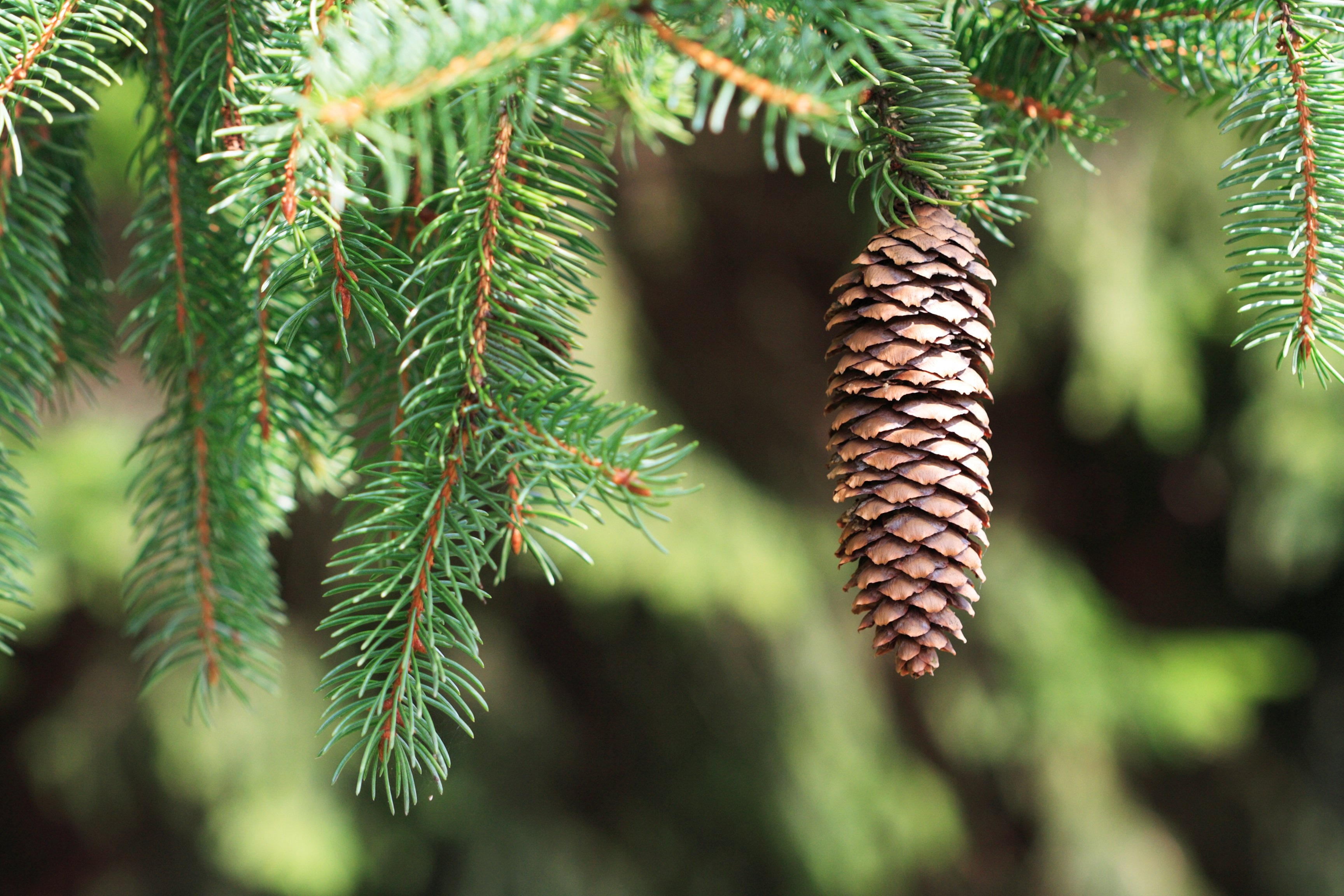 brown pine cone