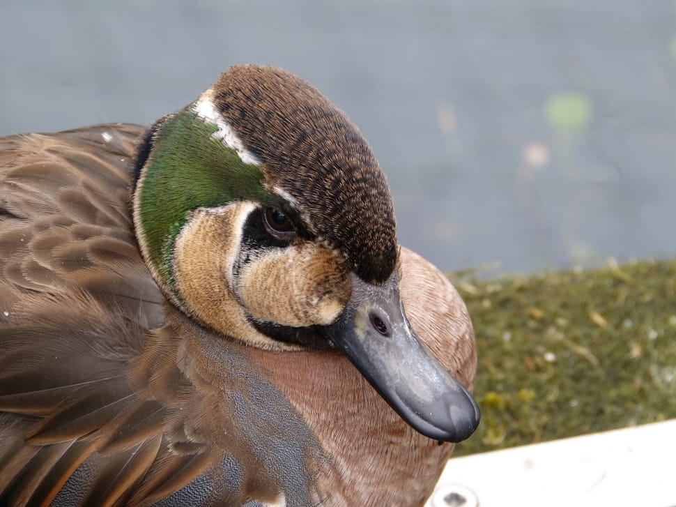 brown green and black mallard duck preview
