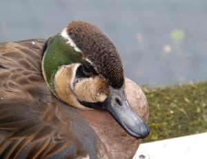 brown green and black mallard duck thumbnail