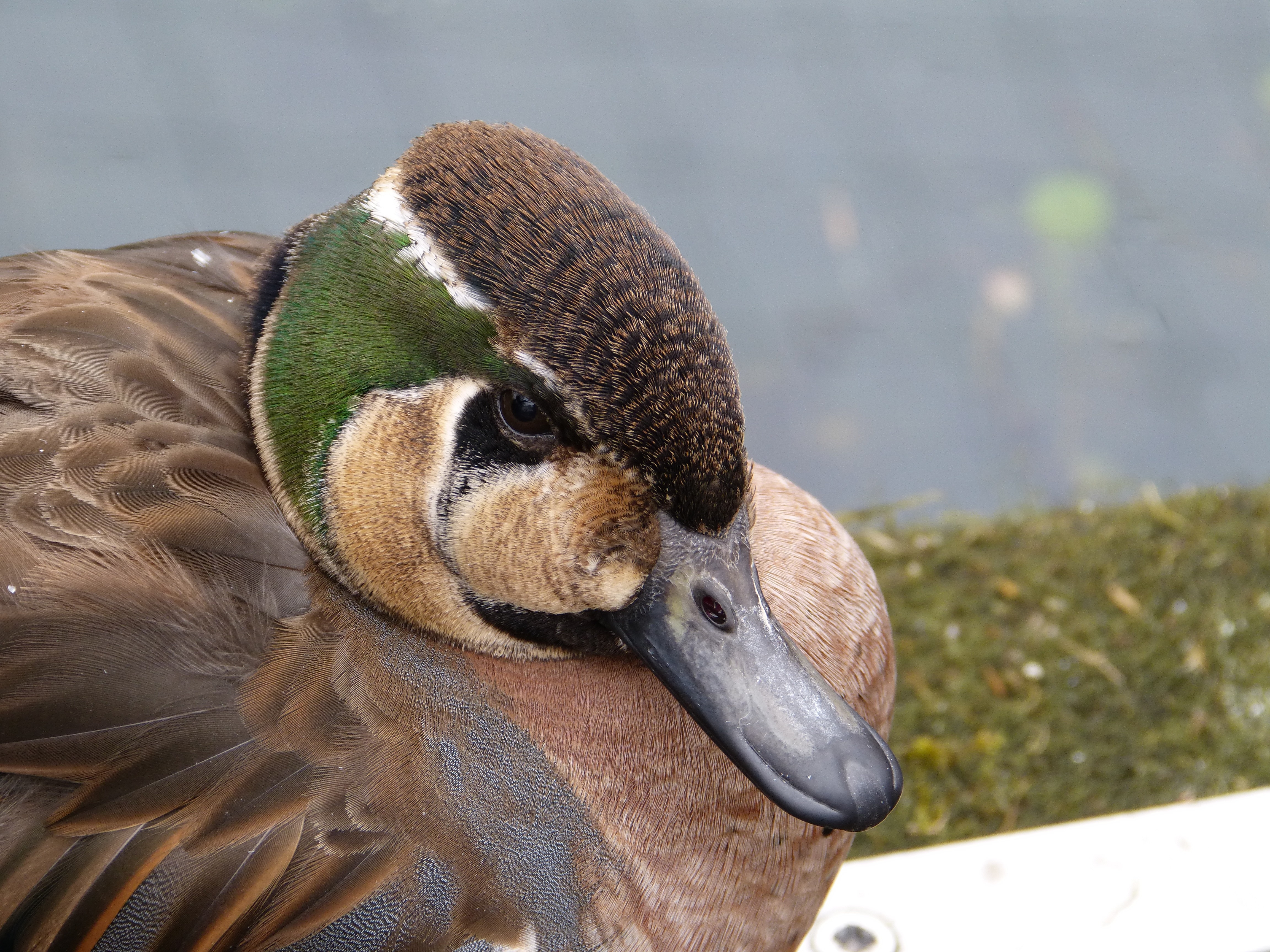 brown green and black mallard duck