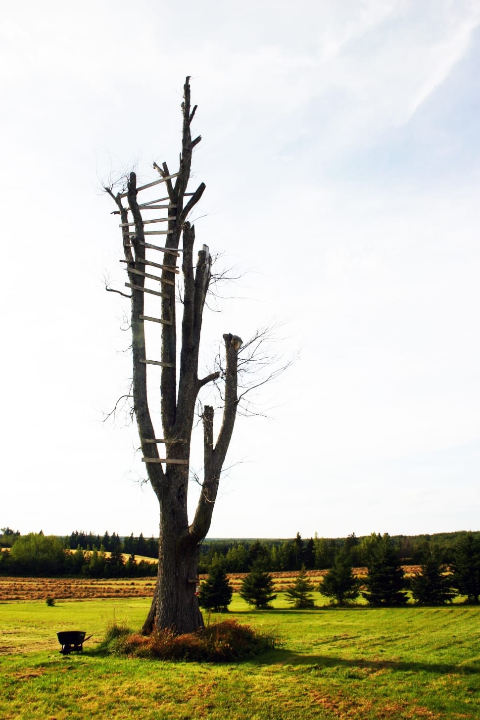 brown leafless tree preview