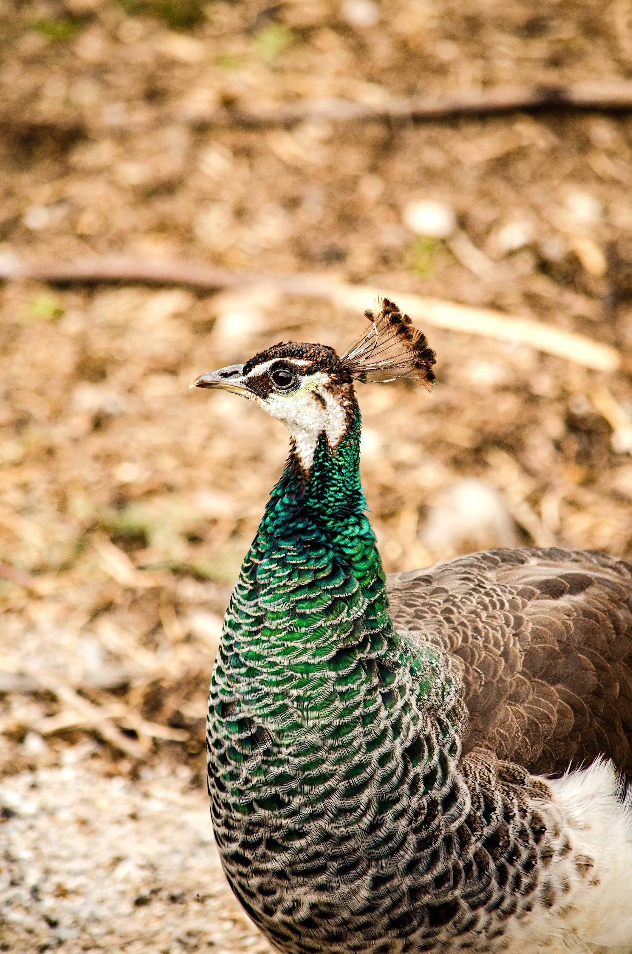 green brown and white peacock