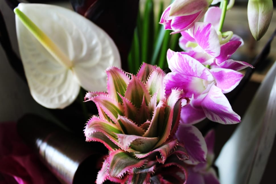 white and purple moth orchid preview
