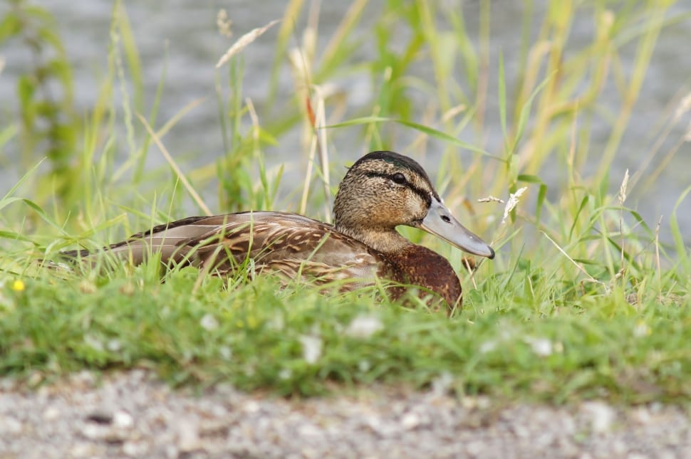brown and black duck on grass ground preview