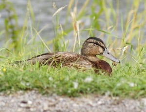 brown and black duck on grass ground thumbnail