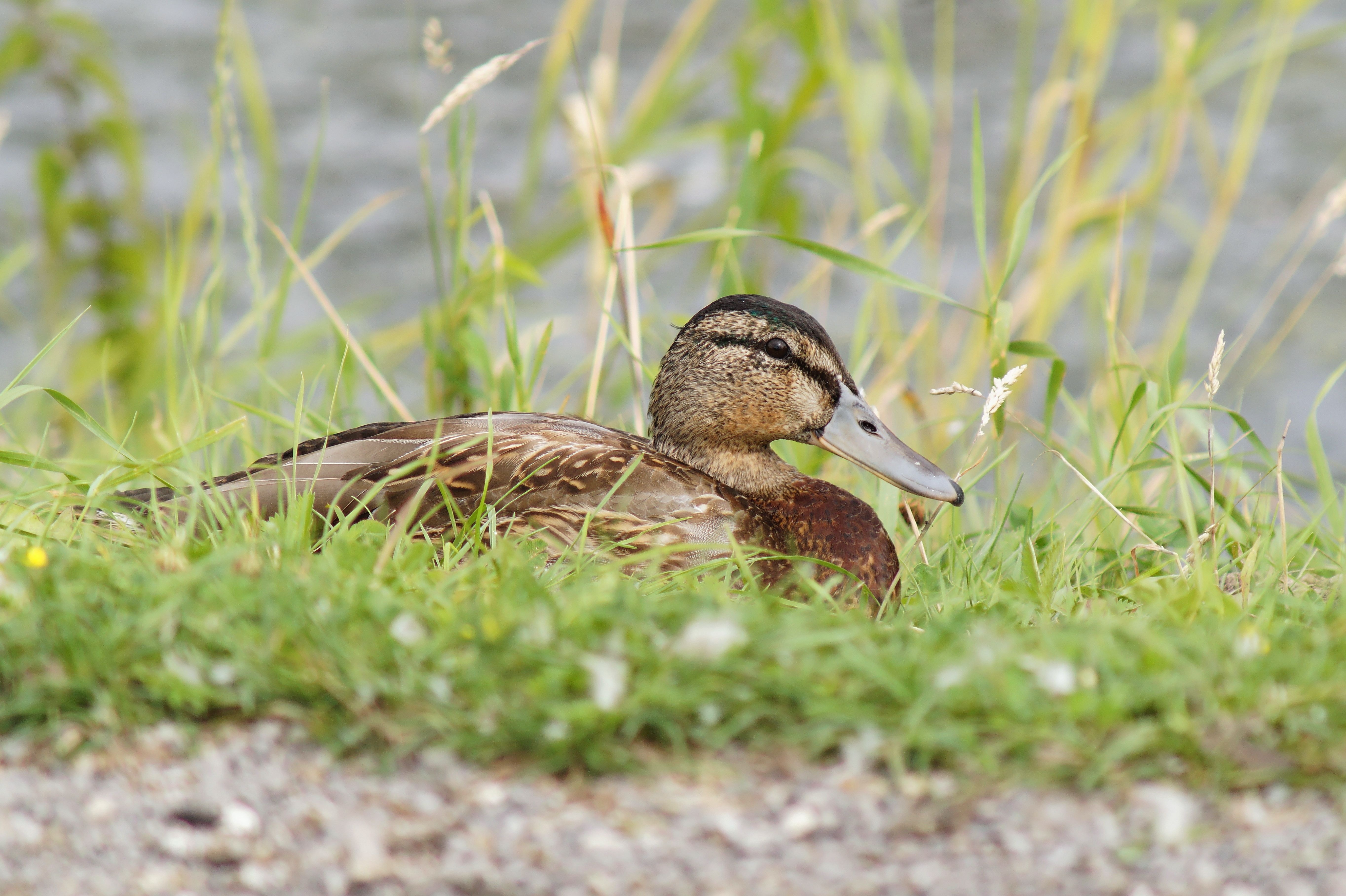 brown and black duck on grass ground