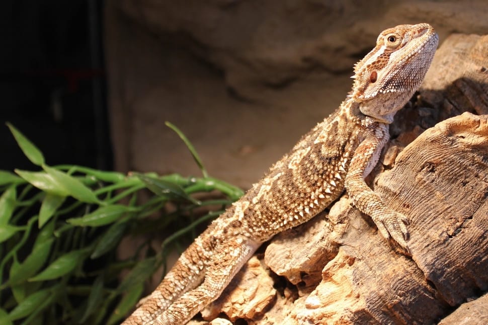 brown and white bearded dragon preview