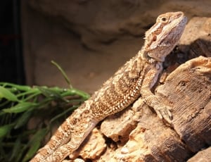 brown and white bearded dragon thumbnail