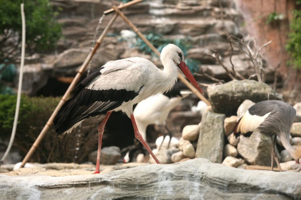 black and white long beaked and legged bird preview