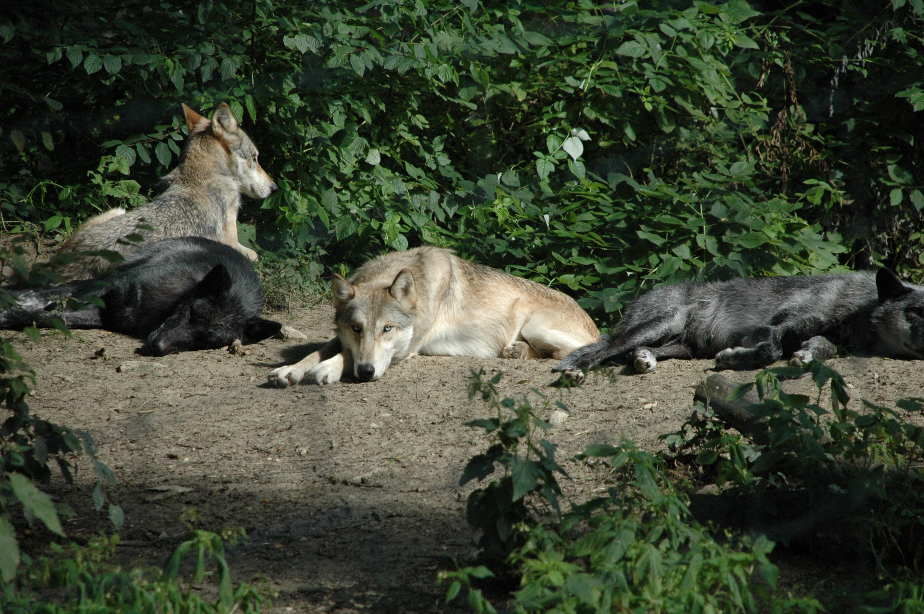 4 wolfs