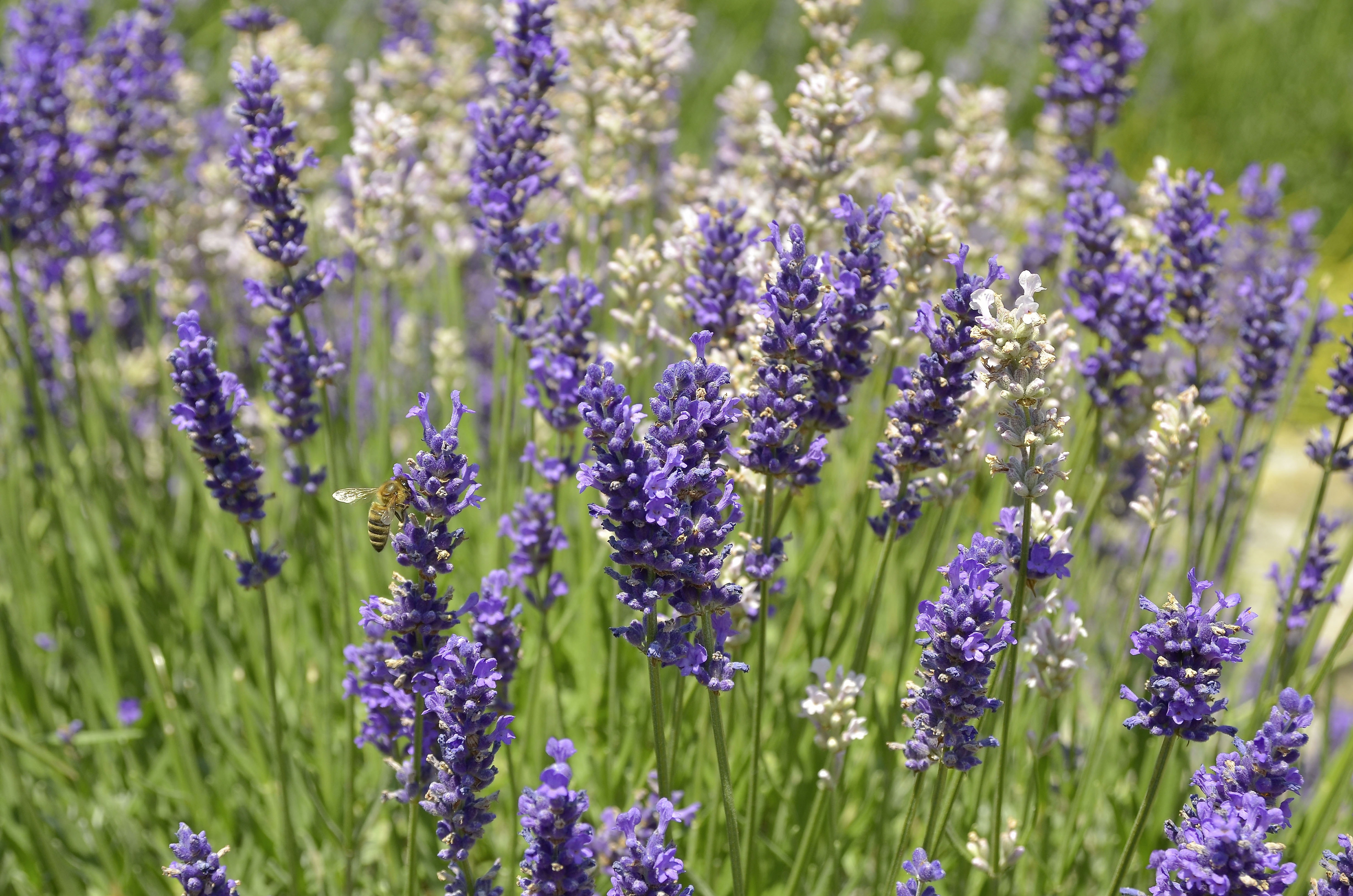 3840x2160 Wallpaper Lavender Flowers Peakpx