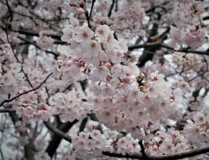 white and pink cherry blossoms thumbnail