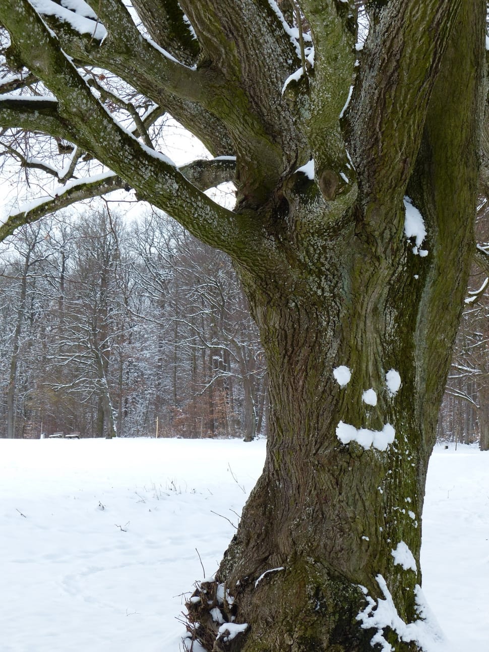 brown and green tree trunk preview