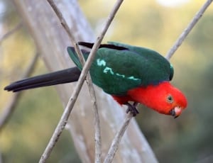 green and red bird thumbnail