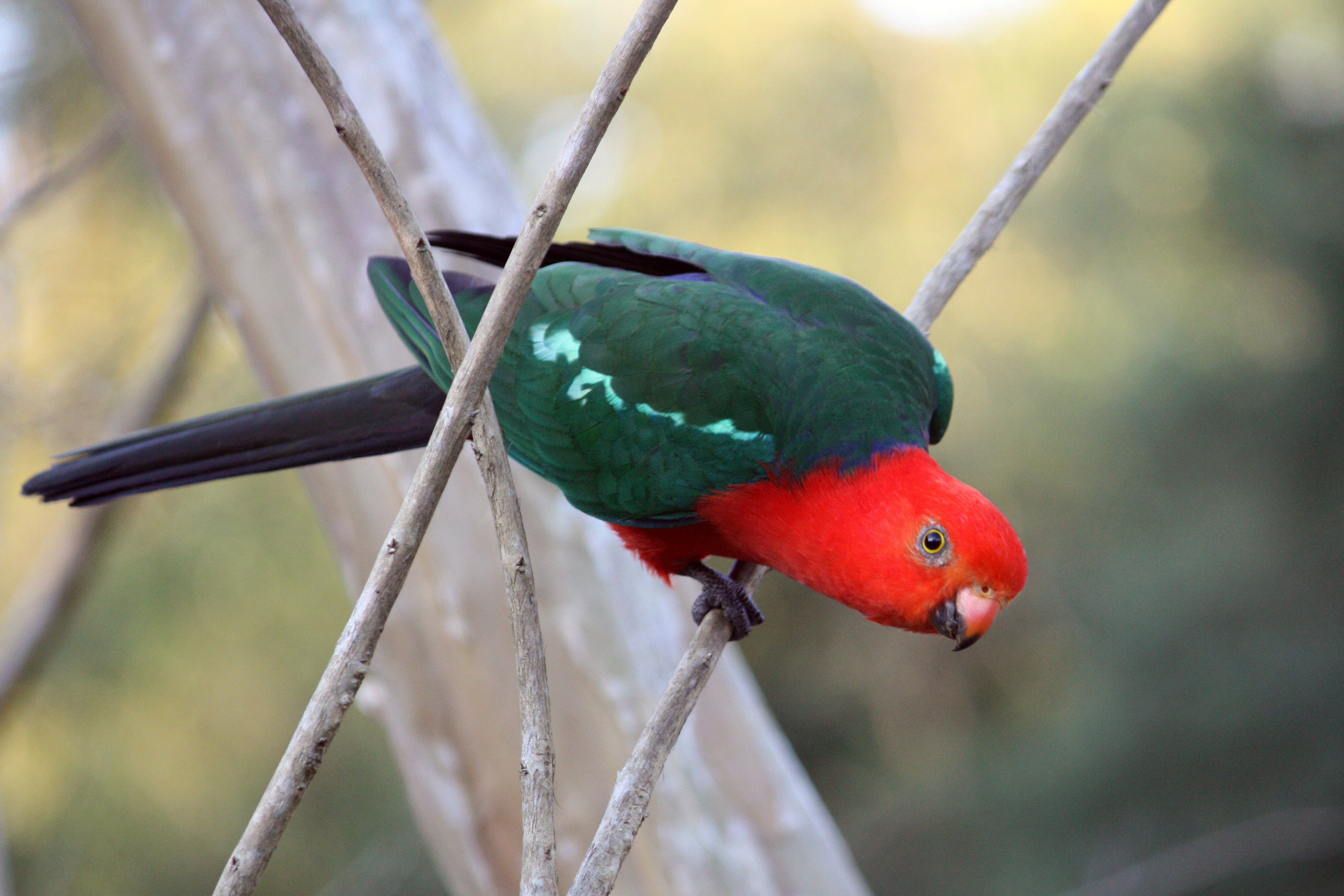 green and red bird