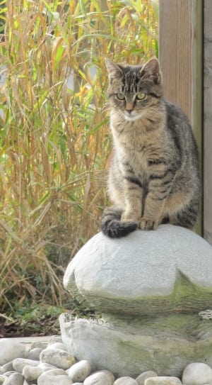 gray short fur cat on gray stone thumbnail