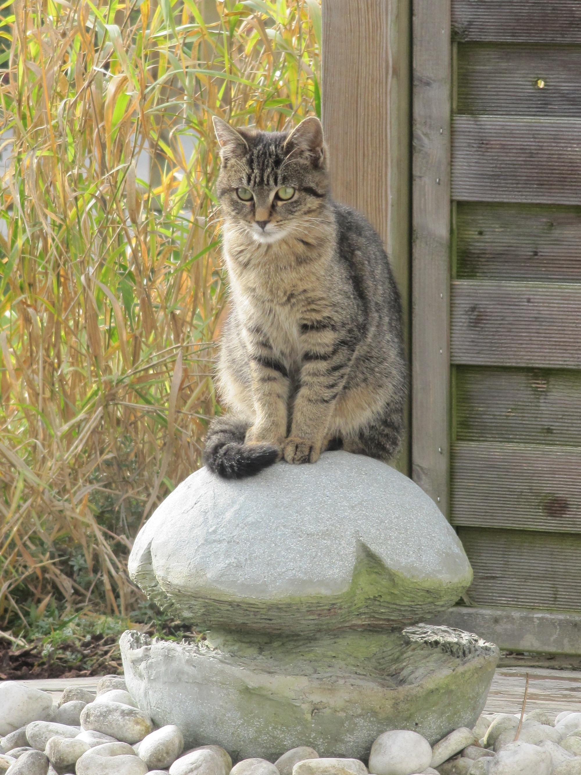 gray short fur cat on gray stone