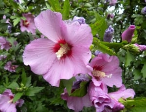 pink hibiscus flower thumbnail