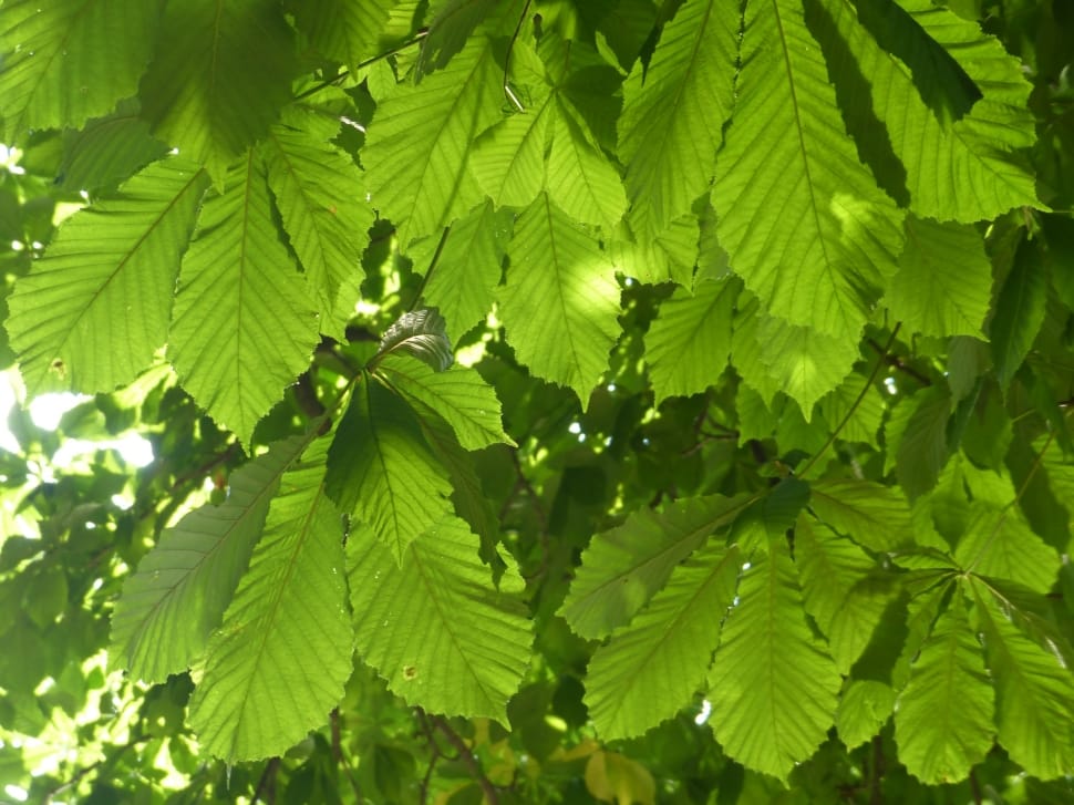 green leaf tree preview