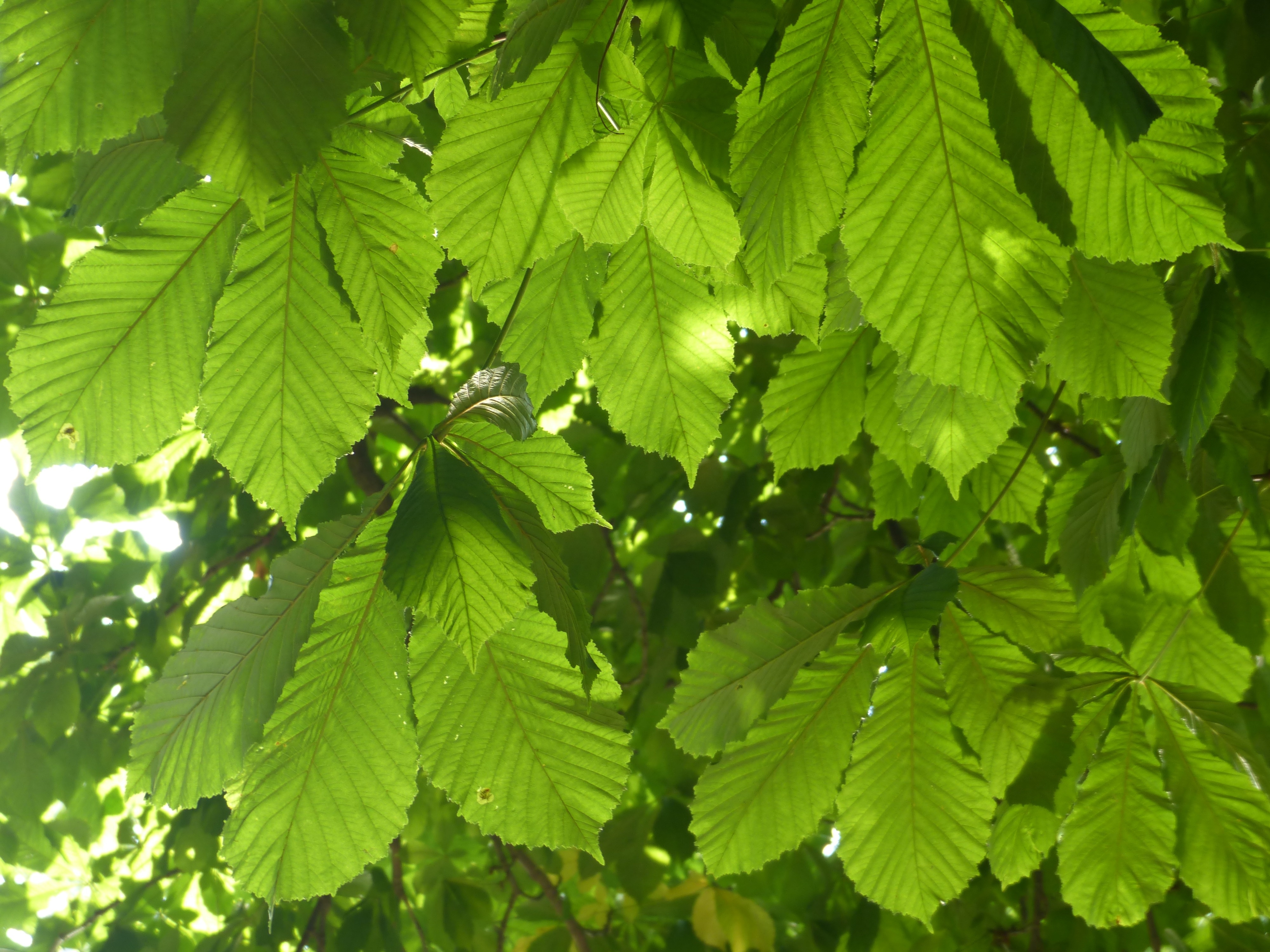 green leaf tree