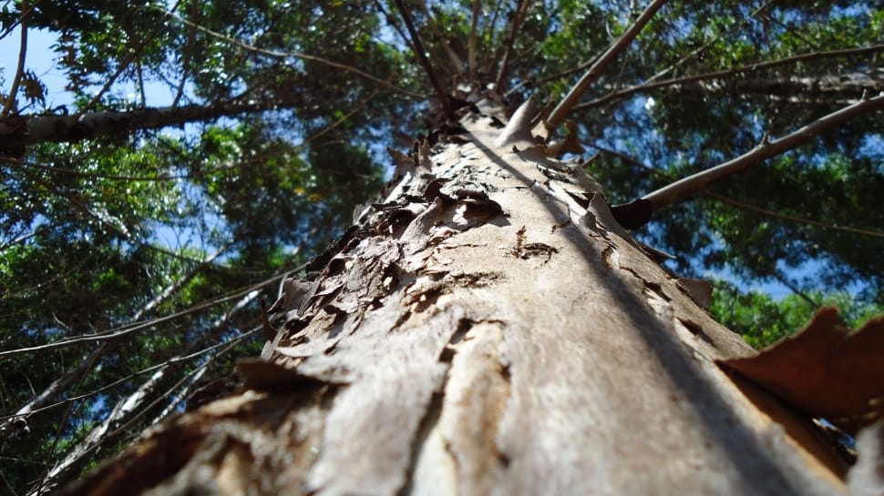 worms eye view of tall tree preview