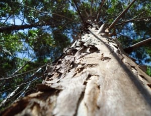 worms eye view of tall tree thumbnail