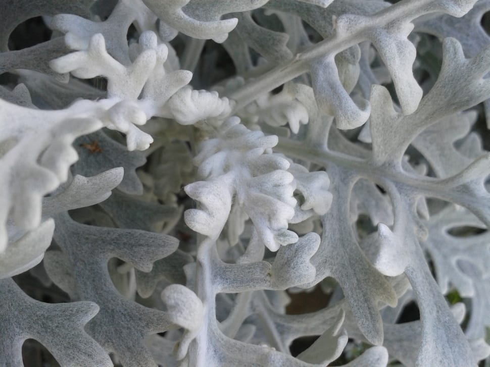 gray and white sea plant preview