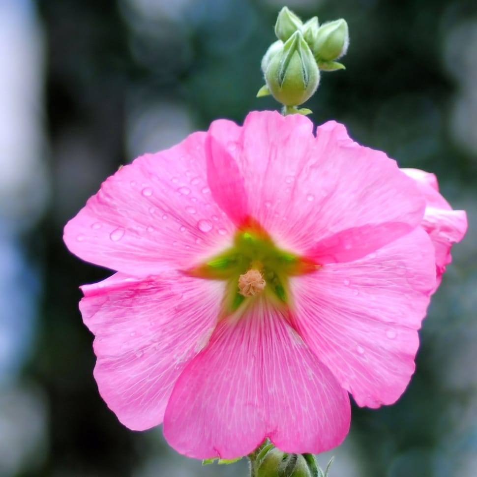 pink hibiscus rosa sinensis preview