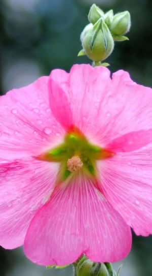 pink hibiscus rosa sinensis thumbnail