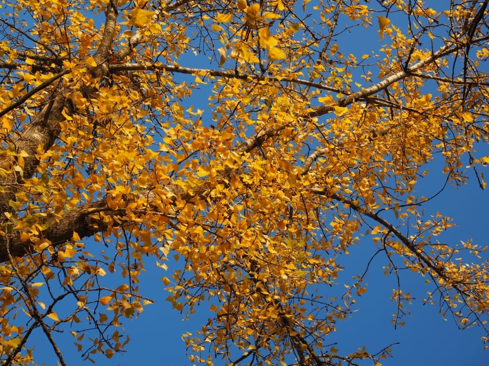 yellow leaves preview