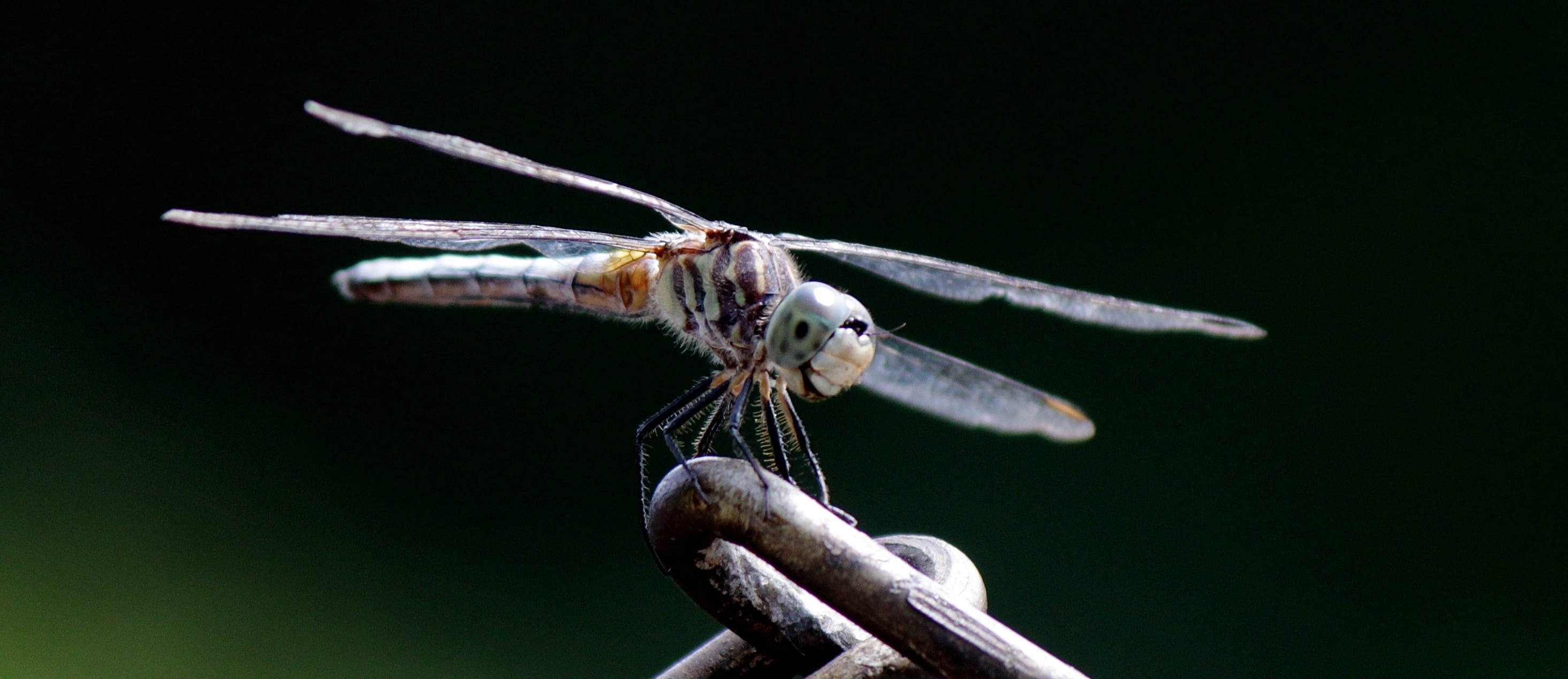gray and green dragonfly