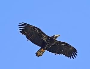black eagle thumbnail