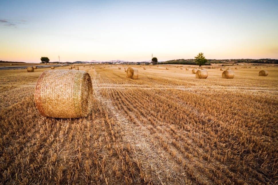 photo of brown hay and field preview