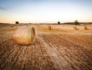 photo of brown hay and field thumbnail