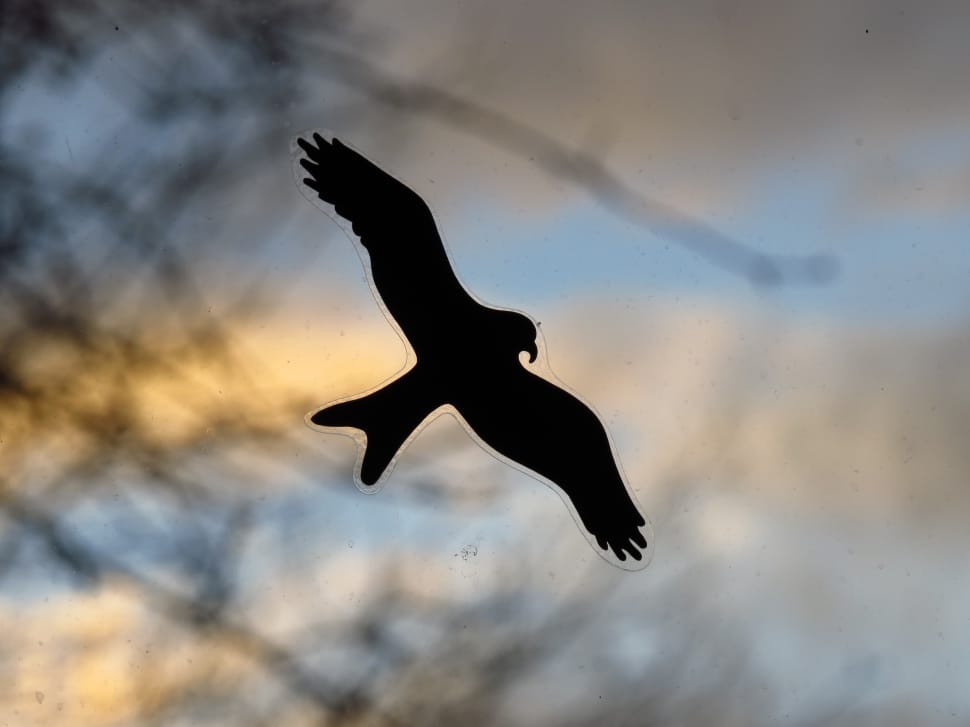 silhouette of a bird flying preview