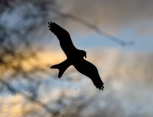 silhouette of a bird flying thumbnail