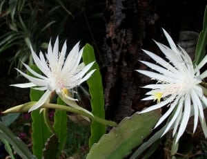 two white flowers with green leaves thumbnail