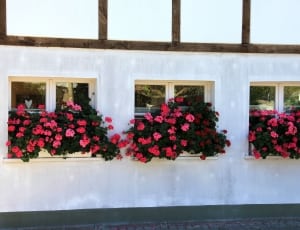 close photo of pink petaled flowers in window thumbnail