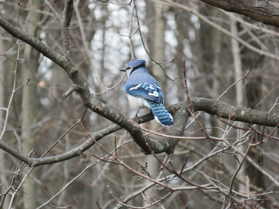 blue jay preview