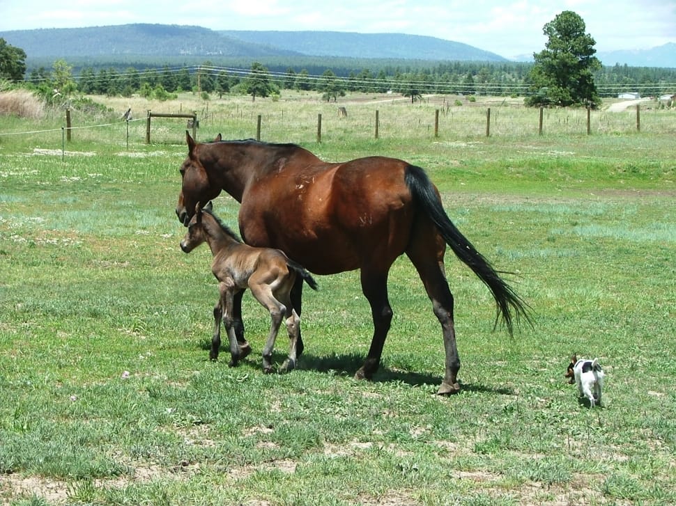 brown horse with baby horse preview