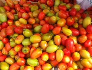 yellow and red tomatoes thumbnail