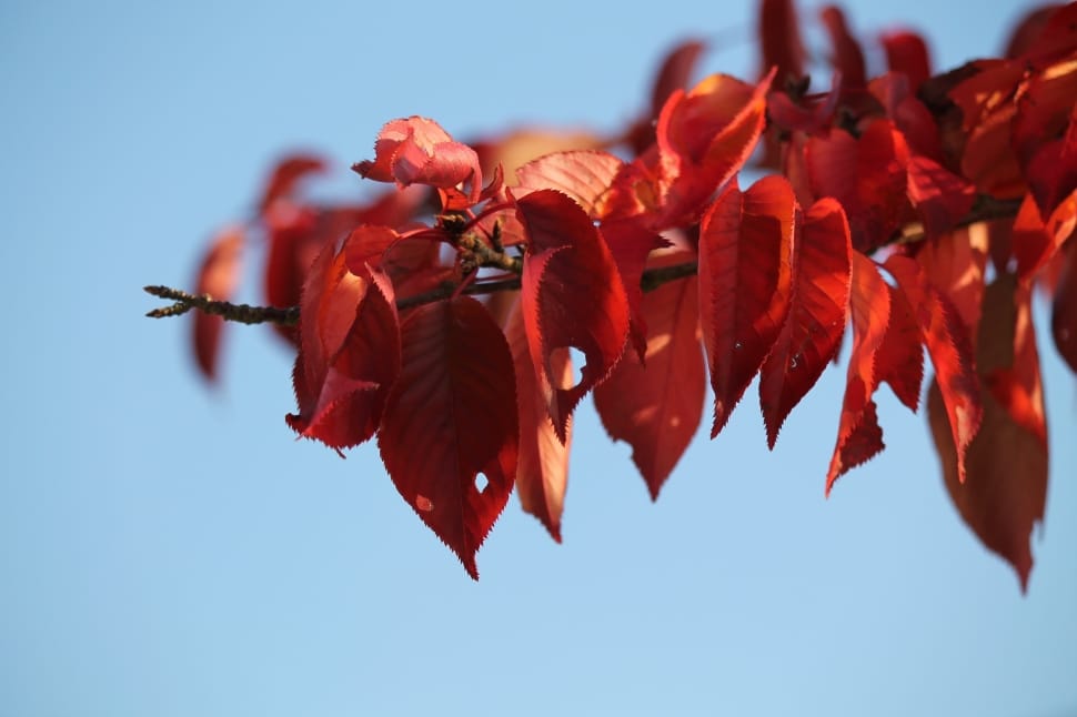 Autumn, Autumn Mood, Red, Leaves, Emerge, red, autumn preview
