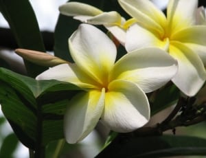 white and yellow 5 petaled flowers thumbnail