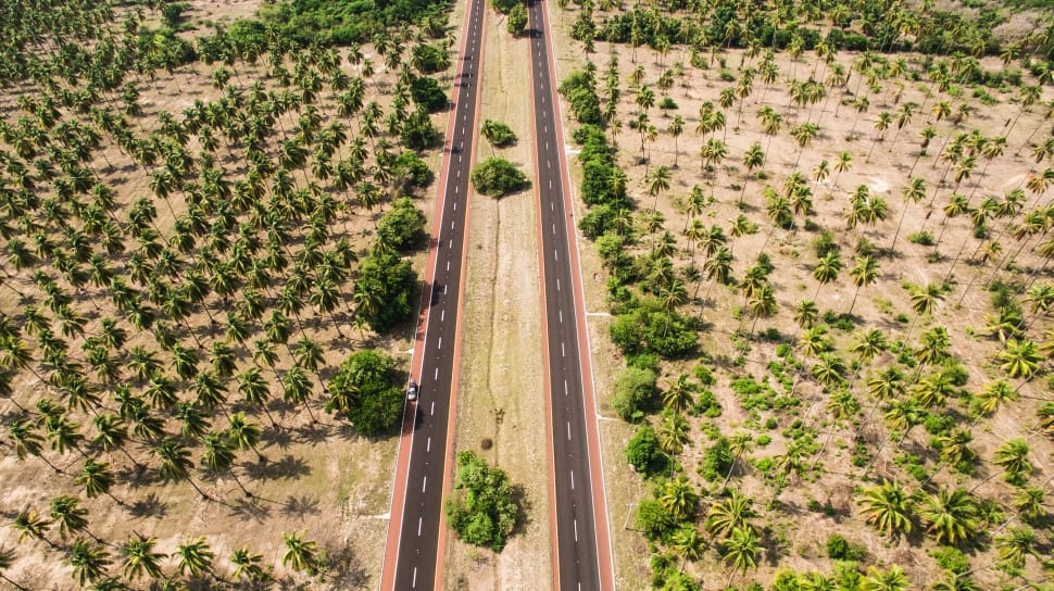 aerial photography of palm trees beside the road preview